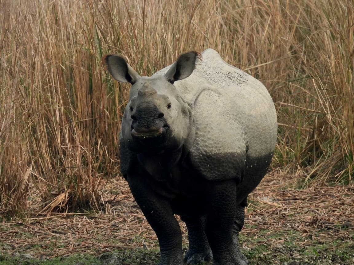 Wildlife — Wild Whisper India
